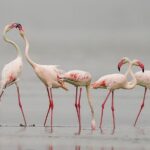 sambhar bird santuary.jpg1